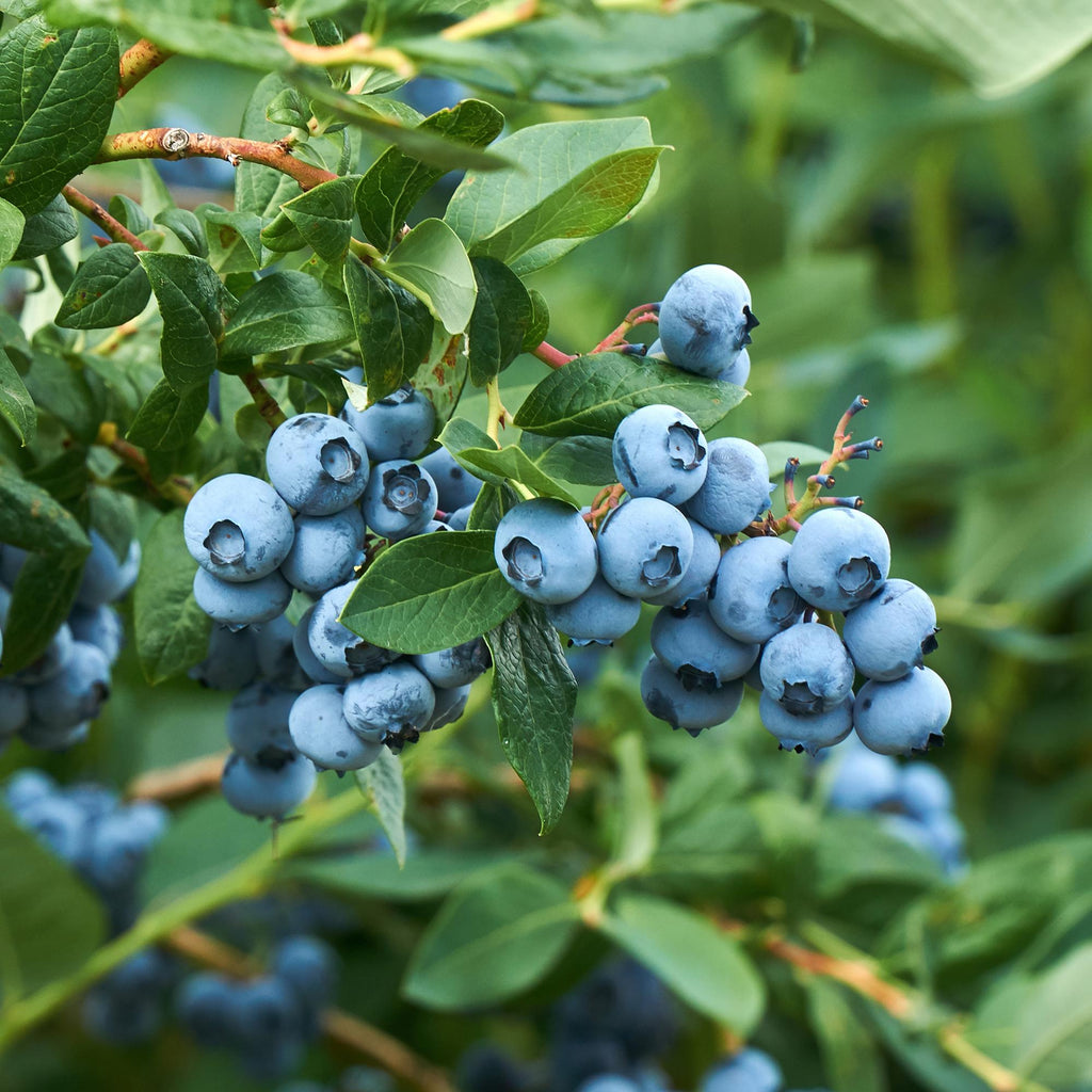 Fruitplant - Bosbes -  Vaccinium corymbosum Goldtraube -  Blauwe bes - Doornloos - 2 planten -  Pot 11cm Hoogte 40cm