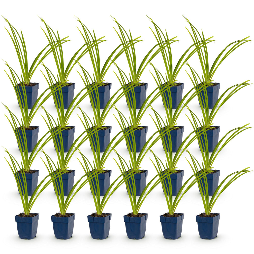 Vasteplant - Hemerocallis Pink Damask - Daglelie - Bijen en Vlinderlokkers - Roze - 24 Planten - Pot 11cm - Hoogte 15-25cm