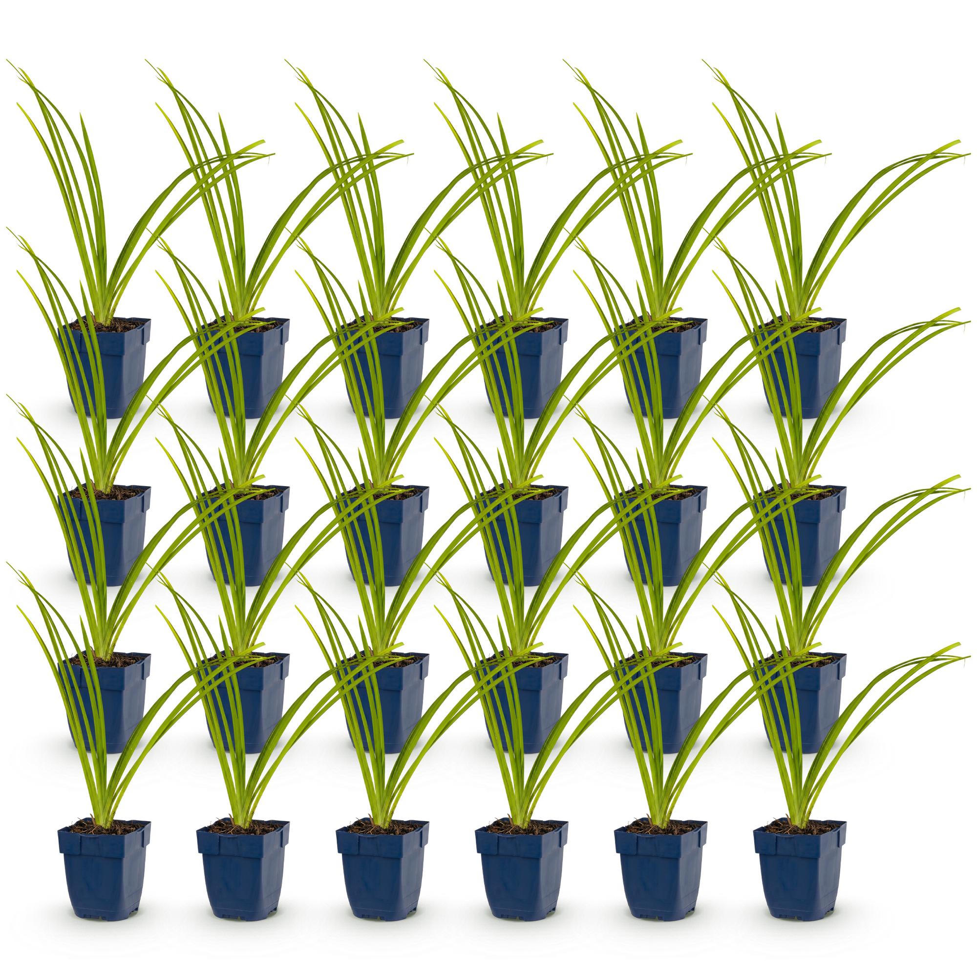 Vasteplant - Hemerocallis Pink Damask - Daglelie - Bijen en Vlinderlokkers - Roze - 24 Planten - Pot 11cm - Hoogte 15-25cm