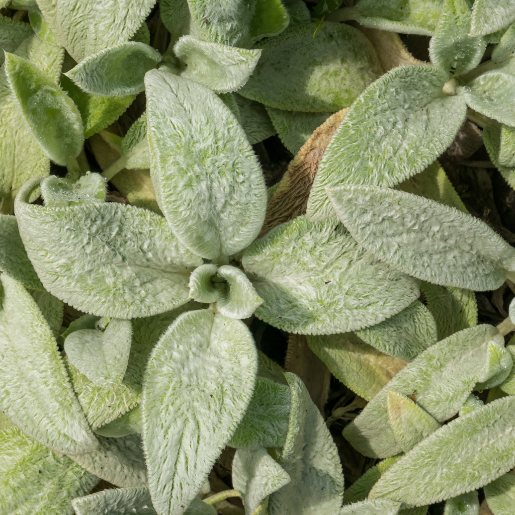 24x Stachys byzantina 'Silver Carpet' - ↕10-25cm - Ø9cm
