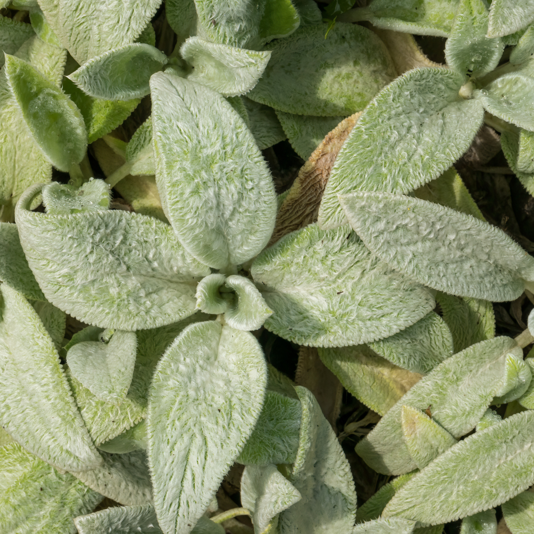 24x Stachys byzantina 'Silver Carpet' - ↕10-25cm - Ø9cm