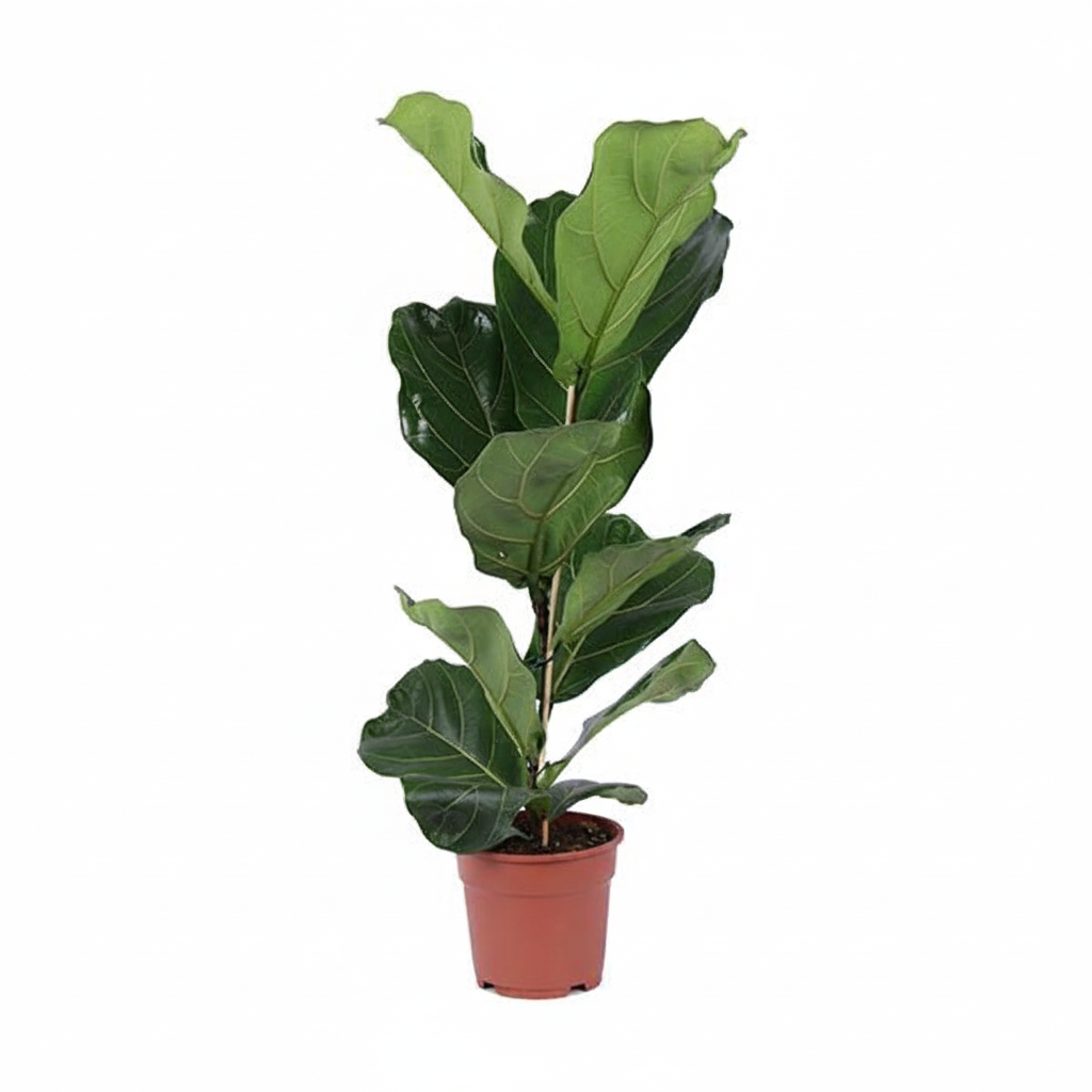 Ficus Lyrata struik - 80cm