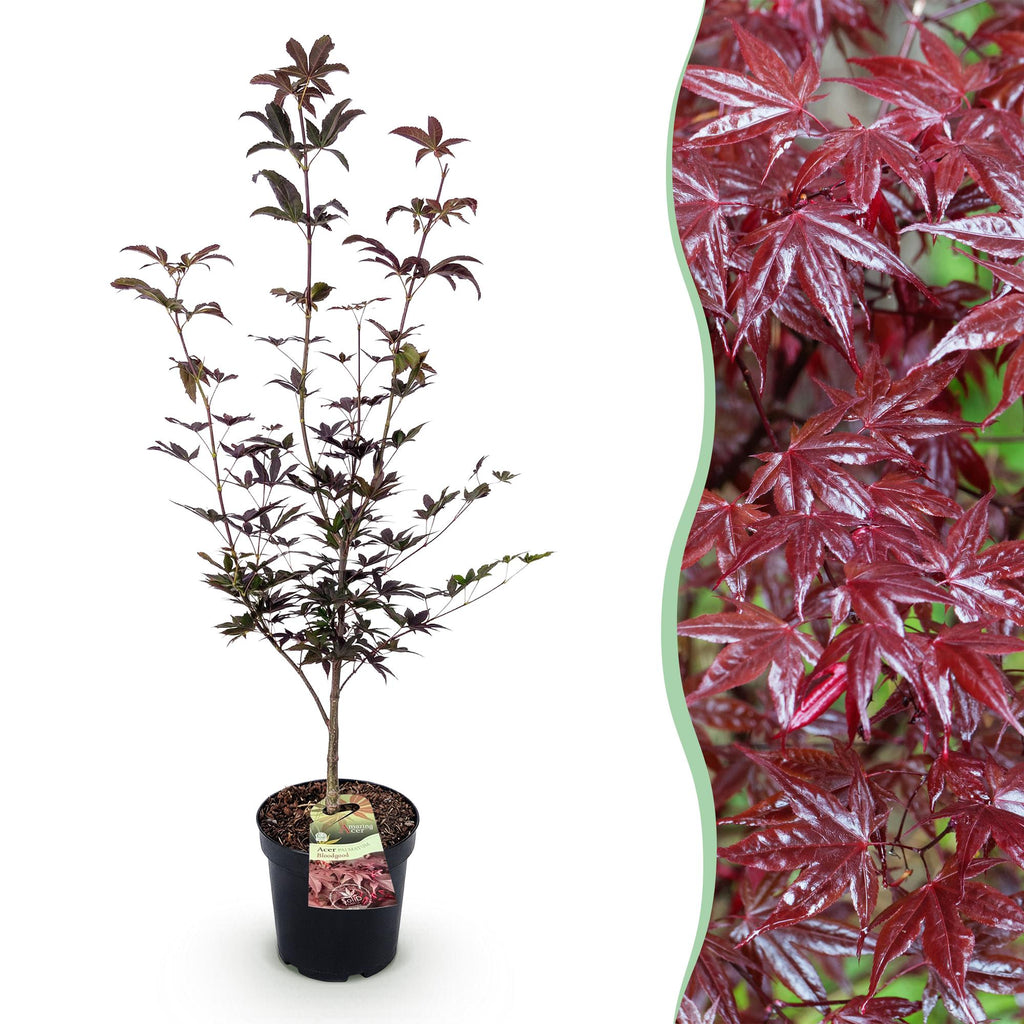 Tuinplant - Acer palmatum Bloodgood - Japanse Esdoorn - Bladverliezend - Rood - 1 - Pot 26cm - Hoogte 90cm