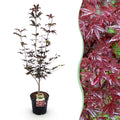 Tuinplant - Acer palmatum Bloodgood - Japanse Esdoorn - Bladverliezend - Rood - 1 - Pot 26cm - Hoogte 90cm
