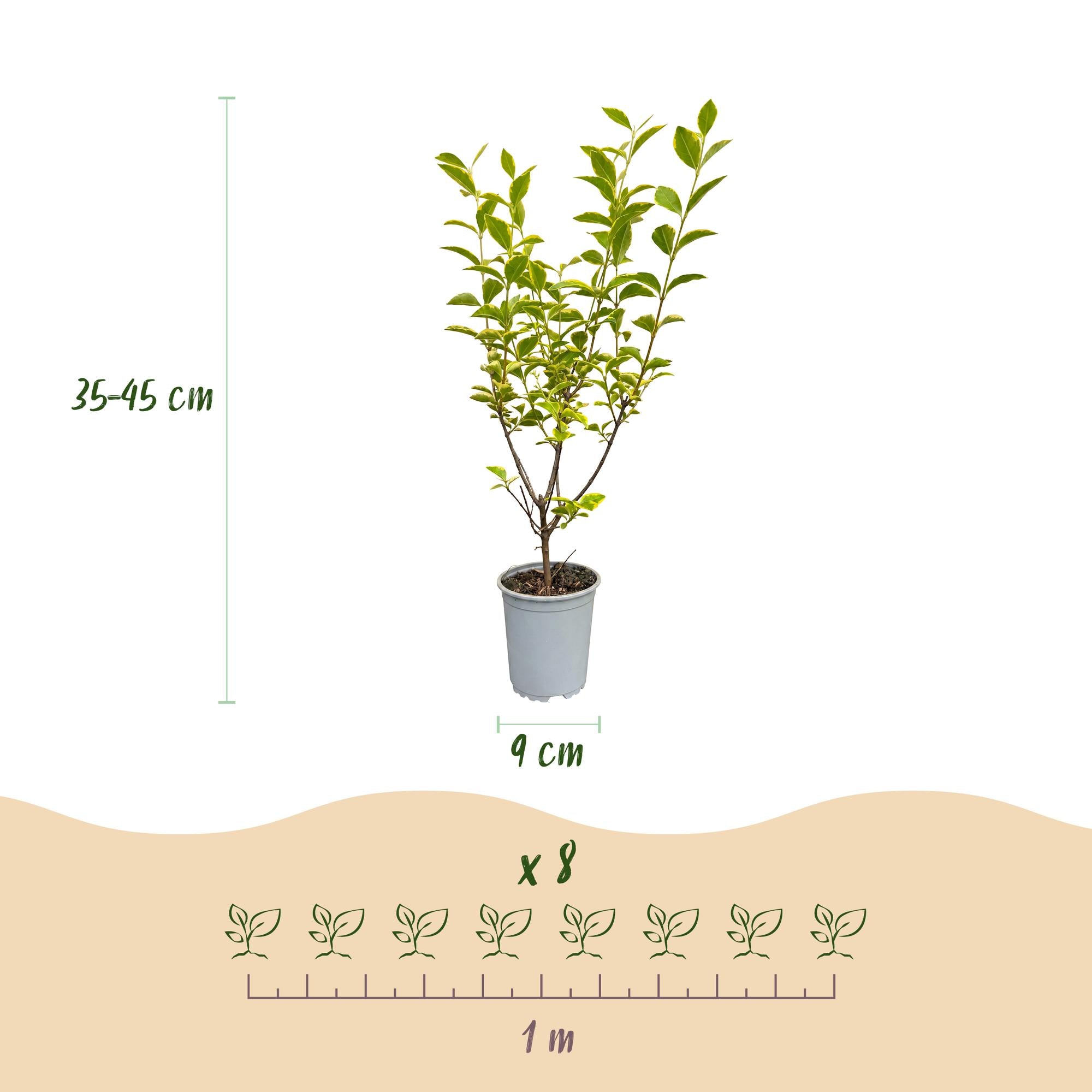 24x Ligustrum ovalifolium Aureum - Bontbladige Liguster - Haagplanten - Groenblijvend - Bont - Pot 9cm - Hoogte 35-45cm