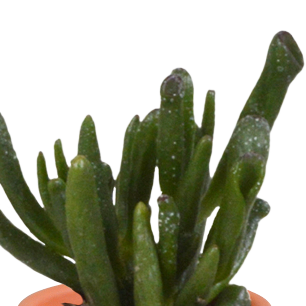 Cactus en vetplanten mix 5.5 cm | 15 stuks - in terracotta pot