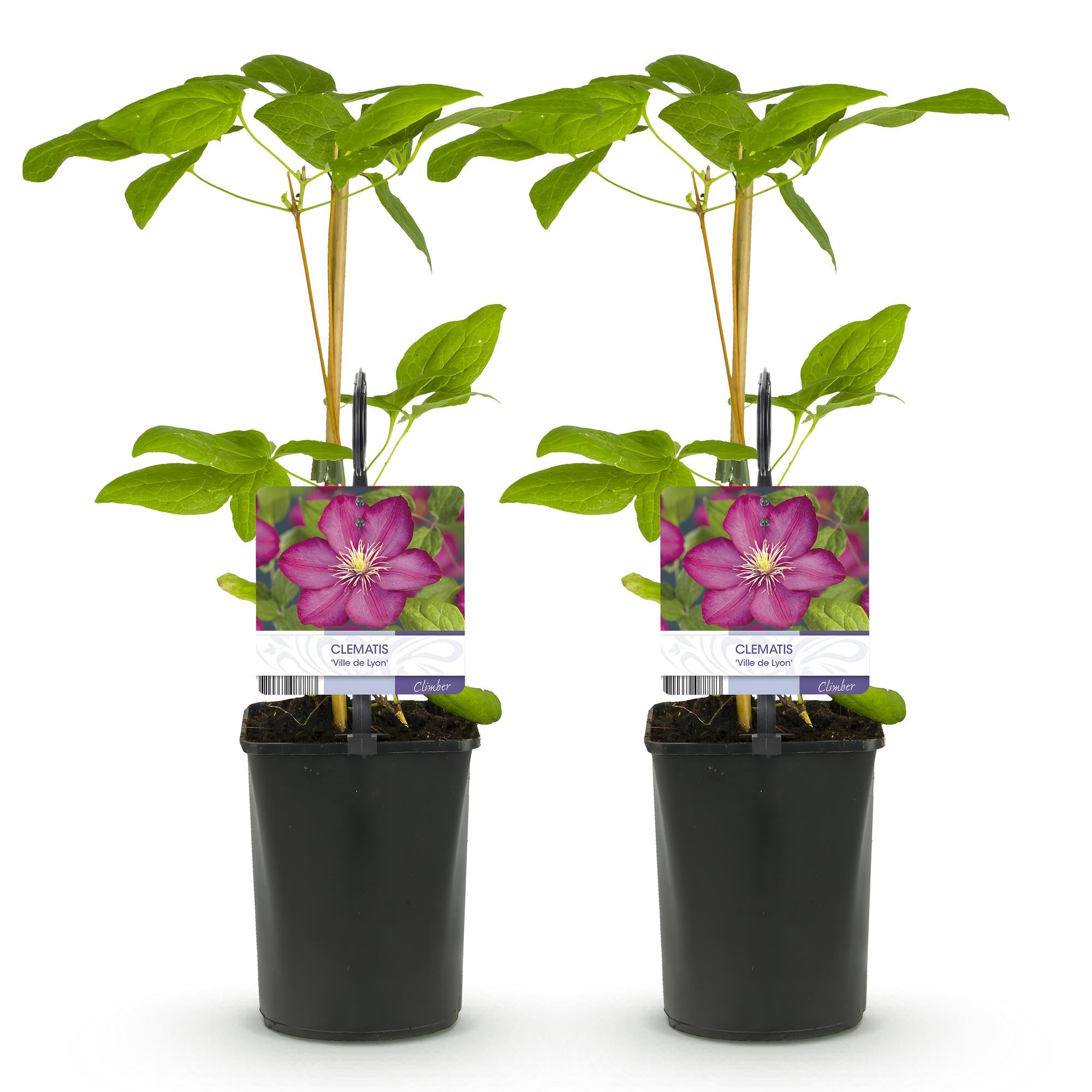 Klimplant - Clematis Ville de Lyon - Bloem Roze - Weinig onderhoud -2 planten -  Pot 11cm Hoogte 40cm