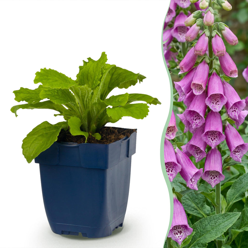 Vasteplant - Digitalis purp. Dalmatian Purple - Vingerhoedskruid - Schaduw - Paars - 24 Planten - Pot 11cm - Hoogte 15-25cm