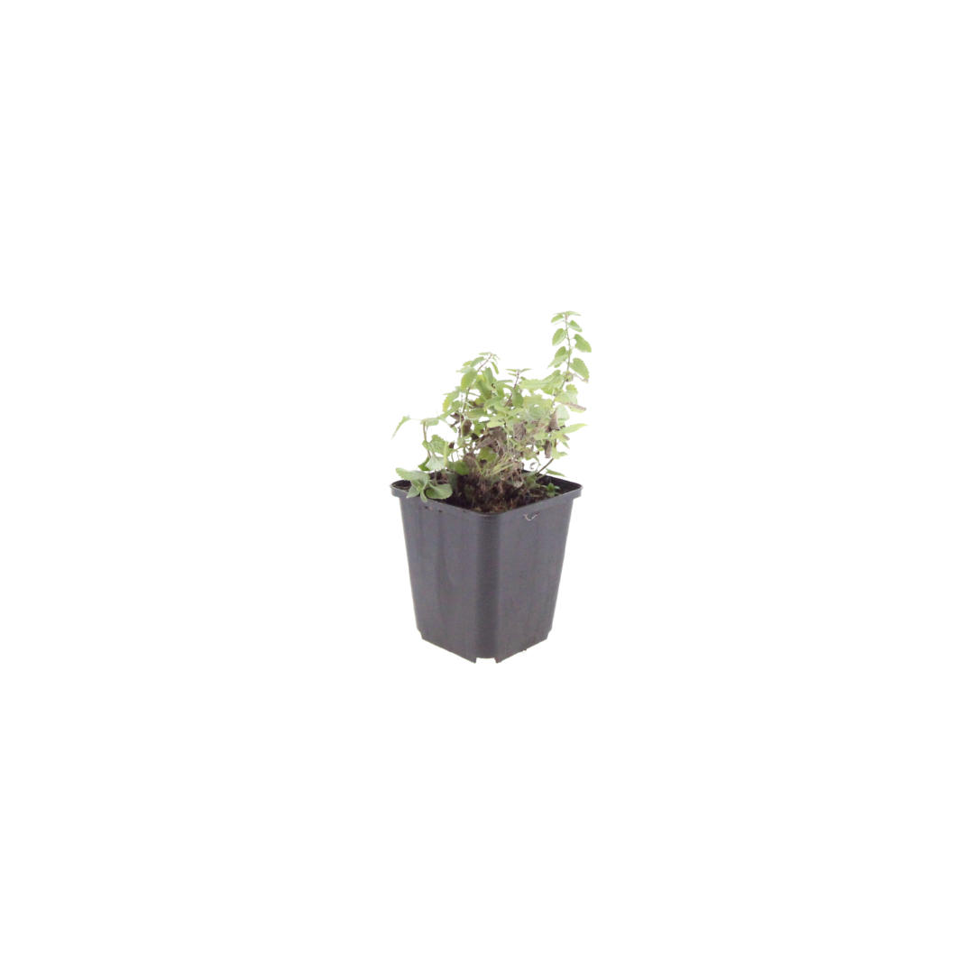 48x Nepeta 'Grol' - ↕10-25cm - Ø9cm