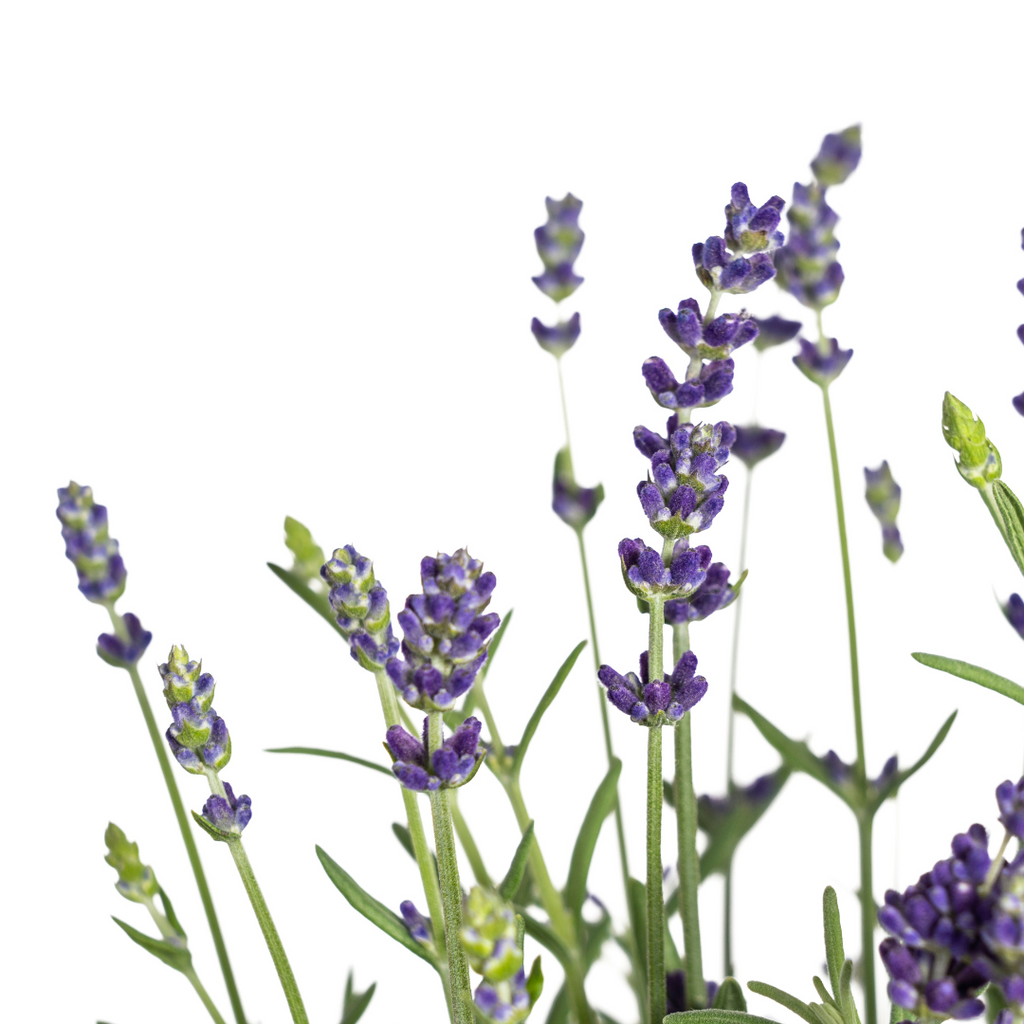8x Lavandula Angustifolia Ø13cm - ↕30 - 40cm