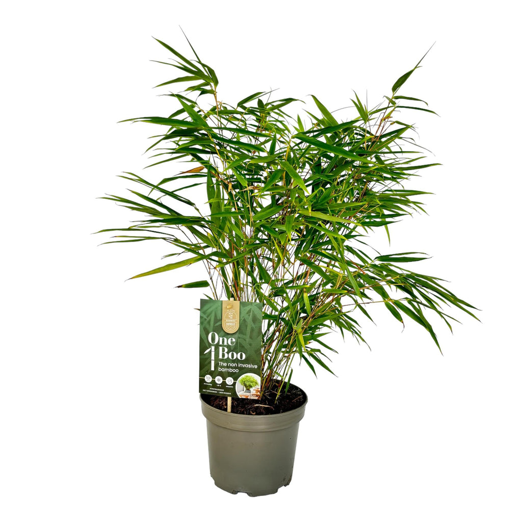 Grassen - Fargesia Rufa - Niet Woekerende Bamboe - Bladhoudend - Groen - 1 Plant - Pot 17 cm - Hoogte 60 cm