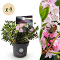 Dwerg Rhododendron - Rhododendron Bloombux Light Pink - Bloeiende Buxus - Weinig Onderhoud - Licht Roze Bloem - 4 Planten - Pot 17cm - Hoogte 30-40cm
