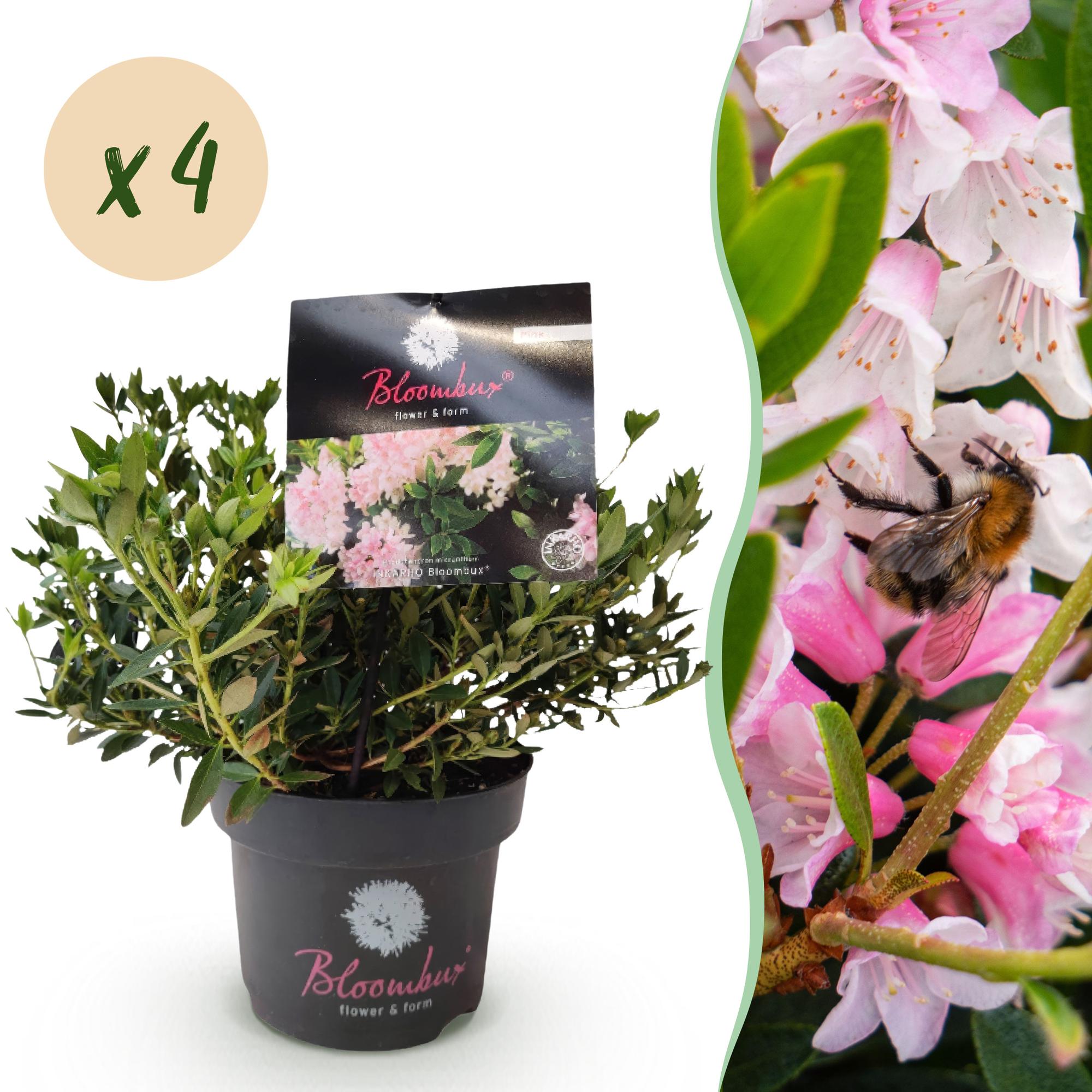 Dwerg Rhododendron - Rhododendron Bloombux Light Pink - Bloeiende Buxus - Weinig Onderhoud - Licht Roze Bloem - 4 Planten - Pot 17cm - Hoogte 30-40cm