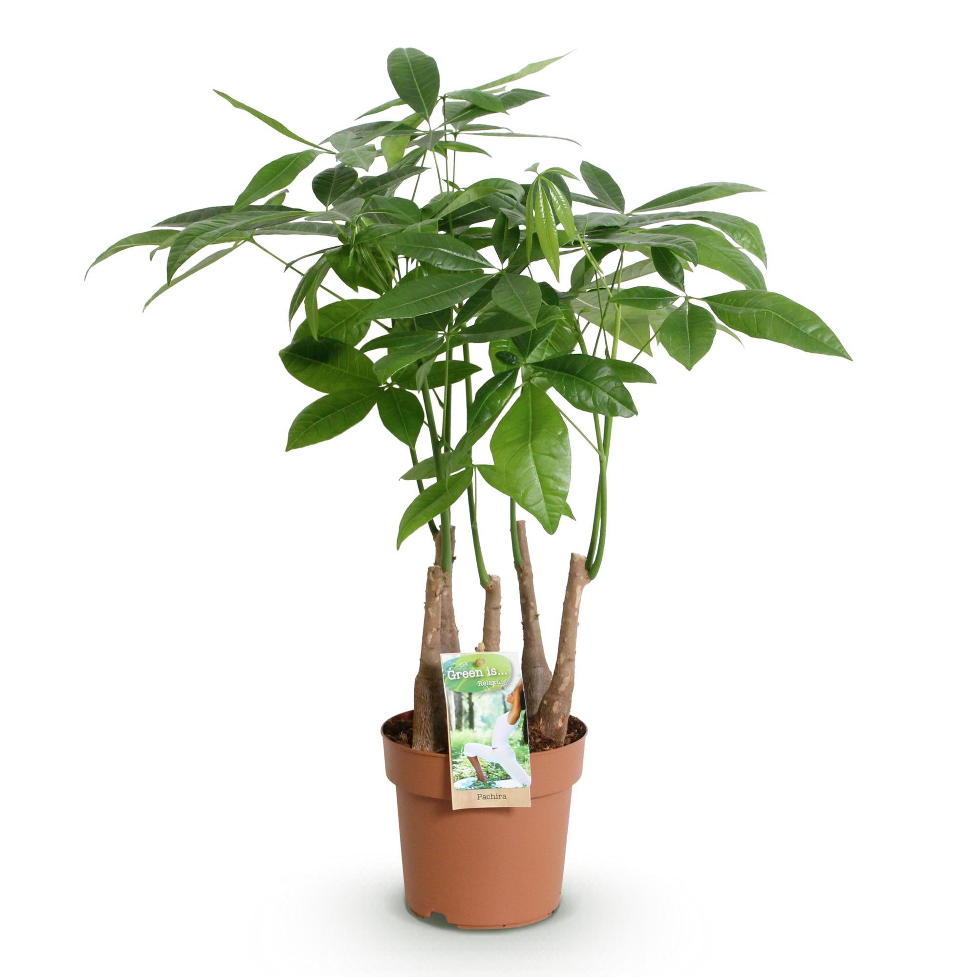 Green is... Kamerplanten - Pachira Aquatica multi stam - Geldboom - Weinig onderhoud - Groen - 1 Plant - Pot 17cm - Hoogte 50-55cm