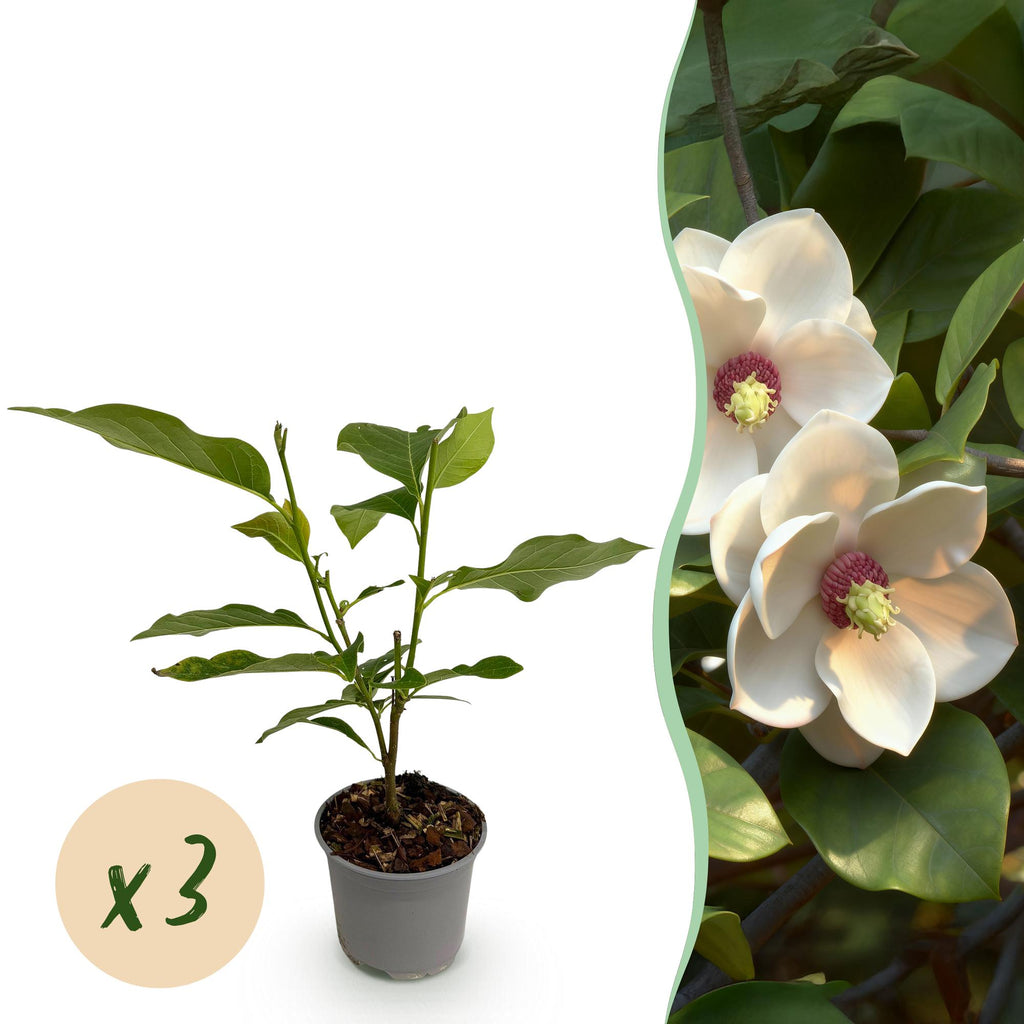 Tuinplant - Magnolia sieboldii - Bloem Wit-Rood - 3 Planten - Bladverliezend - Weinig Onderhoud -Pot 12cm Hoogte 30cm