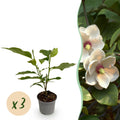 Tuinplant - Magnolia sieboldii - Bloem Wit-Rood - 3 Planten - Bladverliezend - Weinig Onderhoud -Pot 12cm Hoogte 30cm