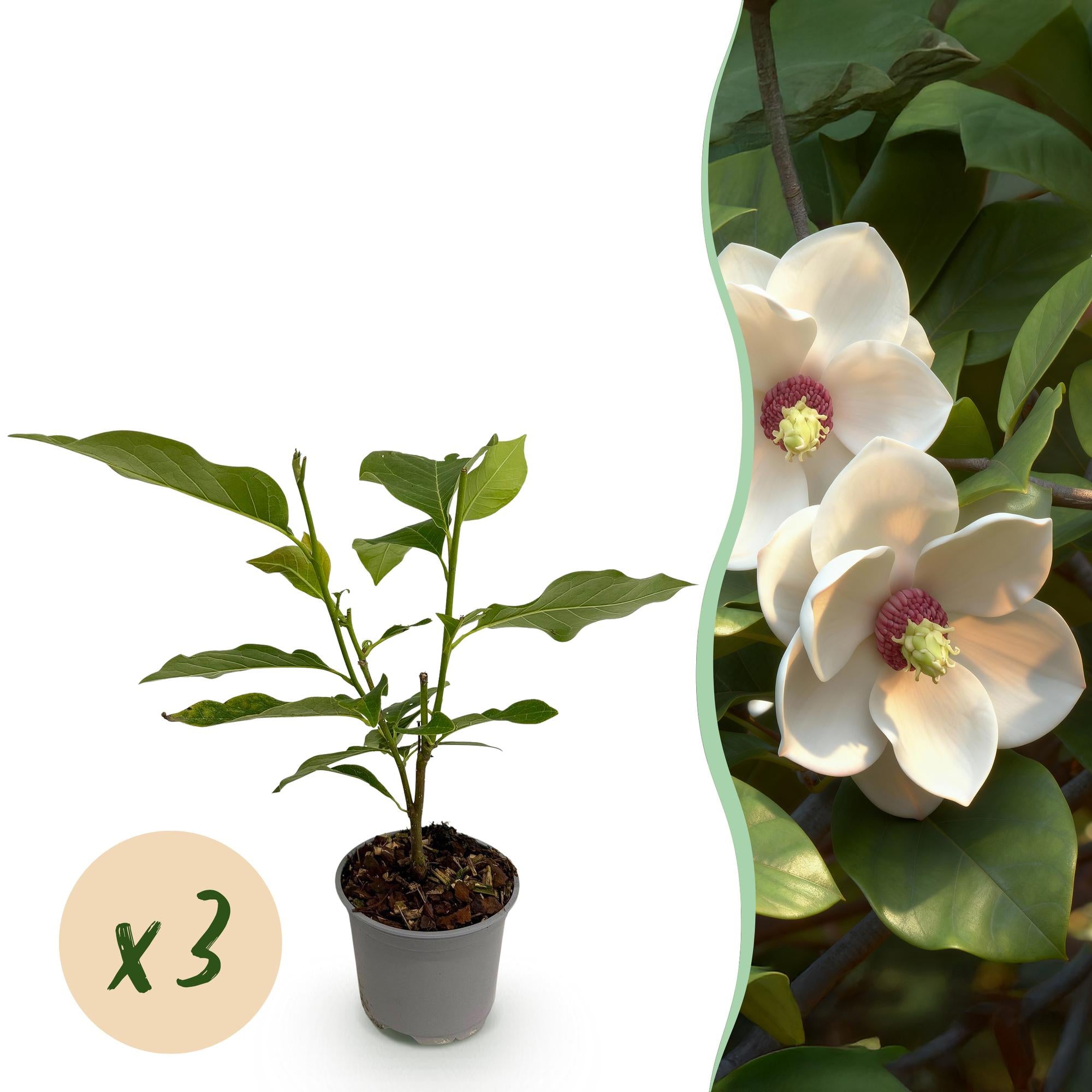 Tuinplant - Magnolia sieboldii - Bloem Wit-Rood - 3 Planten - Bladverliezend - Weinig Onderhoud -Pot 12cm Hoogte 30cm