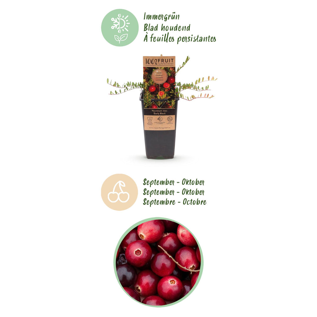 Fruitplant - Vaccinium mac. Early Black - Cranberry - Winterhard - Blauwe Bes - 2 Planten - Pot 15cm - Hoogte 50cm