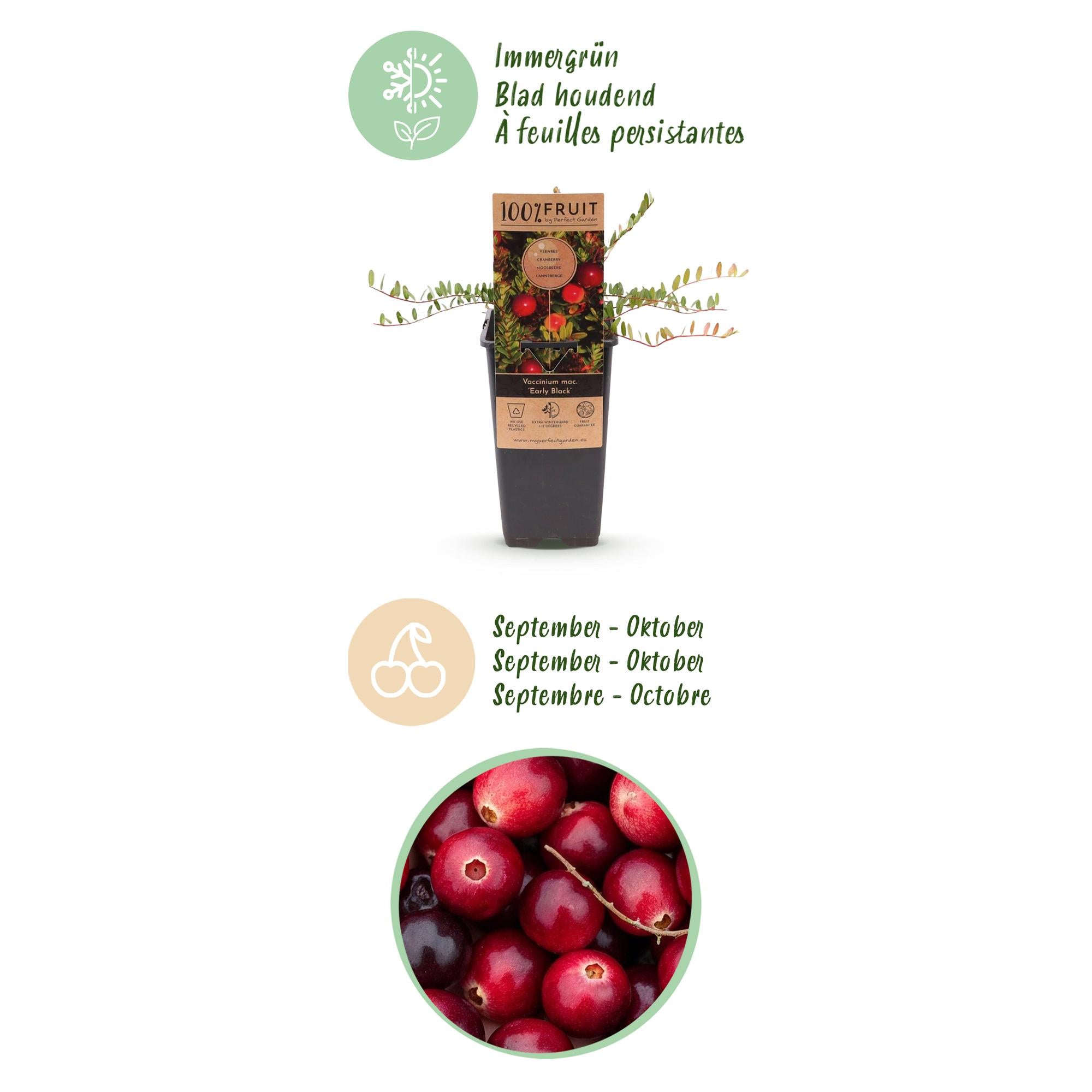 Fruitplant - Vaccinium mac. Early Black - Cranberry - Winterhard - Blauwe Bes - 2 Planten - Pot 15cm - Hoogte 50cm