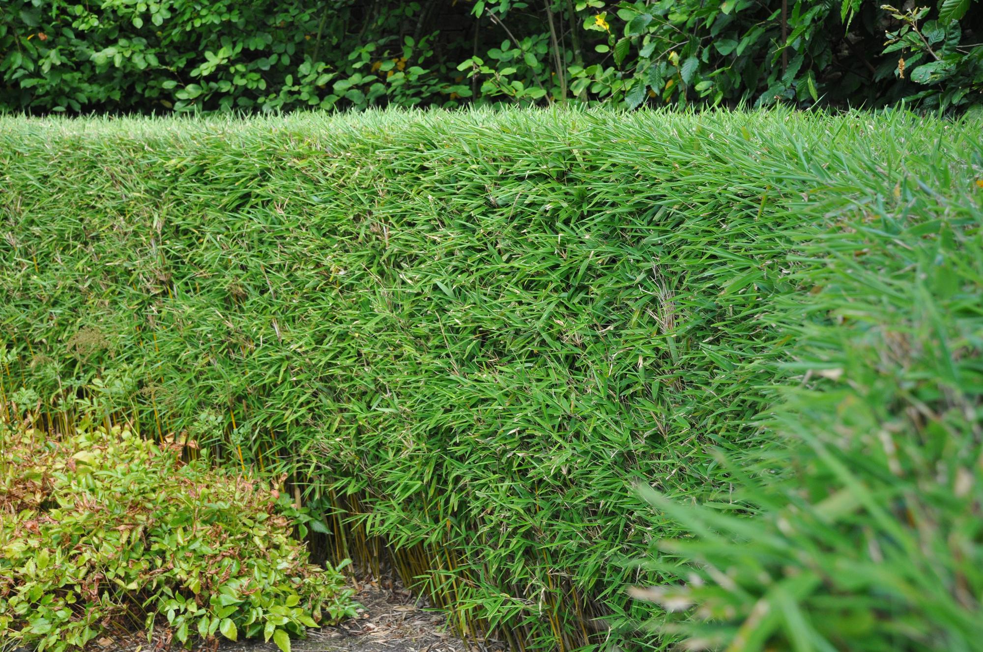 Grassen - Fargesia Rufa - Niet Woekerende Bamboe - Bladhoudend - Groen - 2 Planten - Pot 23 cm - Hoogte 80 cm