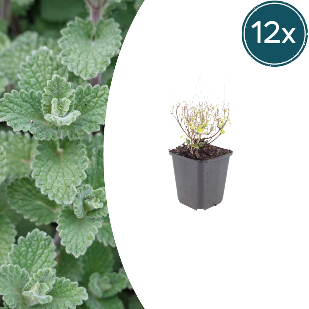 12x Calamintha n. nepeta - ↕10-25cm - Ø9cm