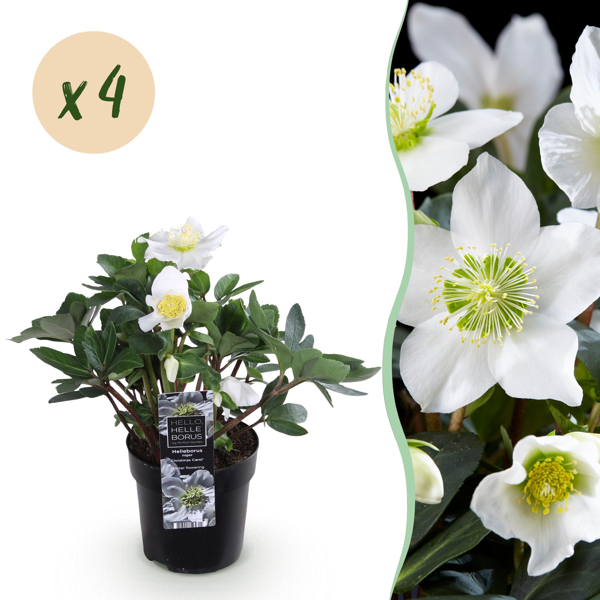 Tuinplant - Kerstroos - Helleborus Christmas Carol  - Witte Bloem - 4 Planten - Groenblijvend - Pot 10,5cm Hoogte 25cm