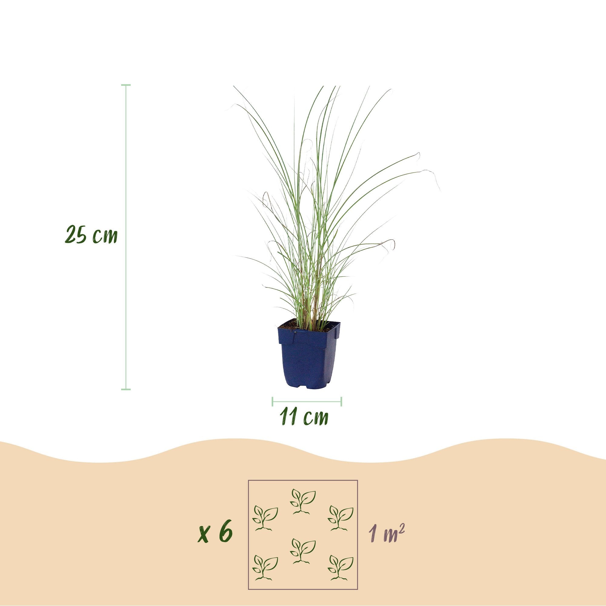 Grassen - Miscanthus sin. Morning Light - Pampusgras - Met Pluim - Zilver - 24 Planten - Pot 11cm - Hoogte 15-25cm