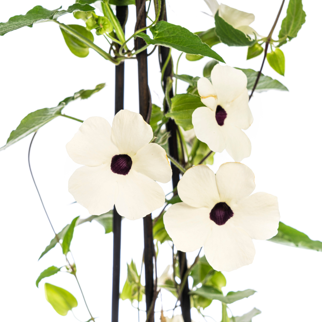4x Thunbergia Alata Sunny Susy White Ø13 cm - ↕60 cm