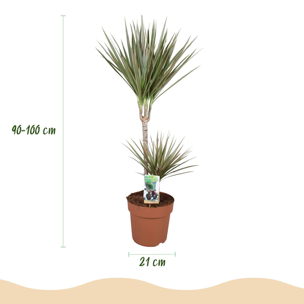 Kamerplanten - Dracaena Marginata Bicolor - Drakenbloedboom - Weinig onderhoud - Groen - 1 Plant - met Potter Grijs - Pot 21cm - Hoogte 90-100cm