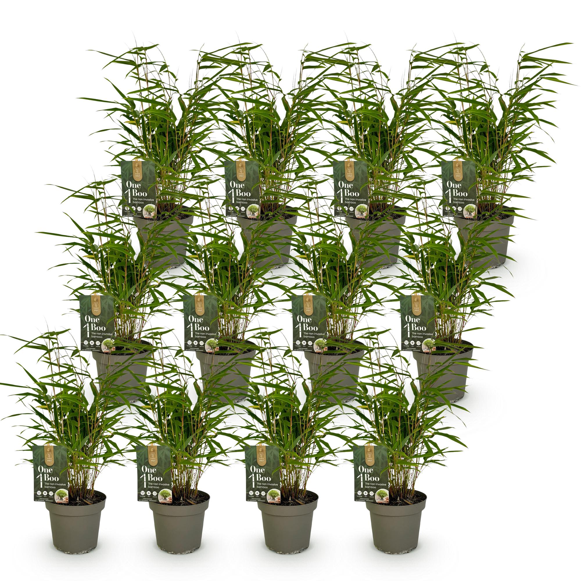 Bamboe - Fargesia Rufa - Bladhoudend - Niet Woekerend - Groen - 12 Planten - Pot 14cm - Hoogte 35cm
