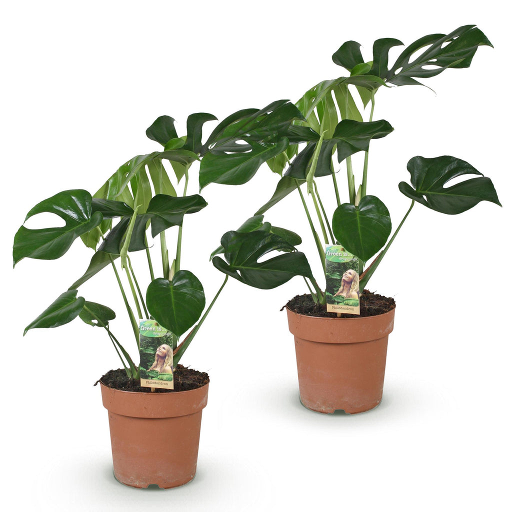 Green is... Kamerplanten - Monstera Deliciosa - Gatenplant - Weinig onderhoud - Groen - 2 Planten - Pot 17cm - Hoogte 50-55cm