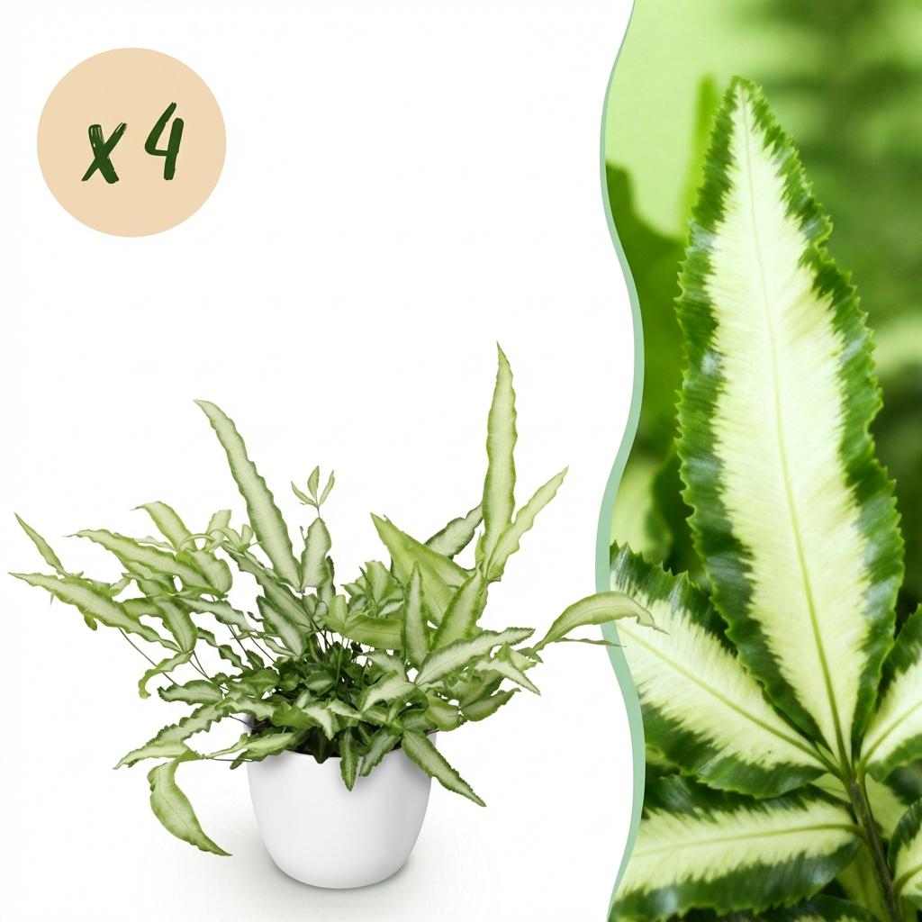 Kamerplant - Pteris cretica Albolineata - Lintvaren - Huisdiervriendelijke Plant - Groen - 4 Planten - met Potter Wit - Pot 12cm - Hoogte 20cm