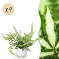 Kamerplant - Pteris cretica Albolineata - Lintvaren - Huisdiervriendelijke Plant - Groen - 4 Planten - met Potter Wit - Pot 12cm - Hoogte 20cm