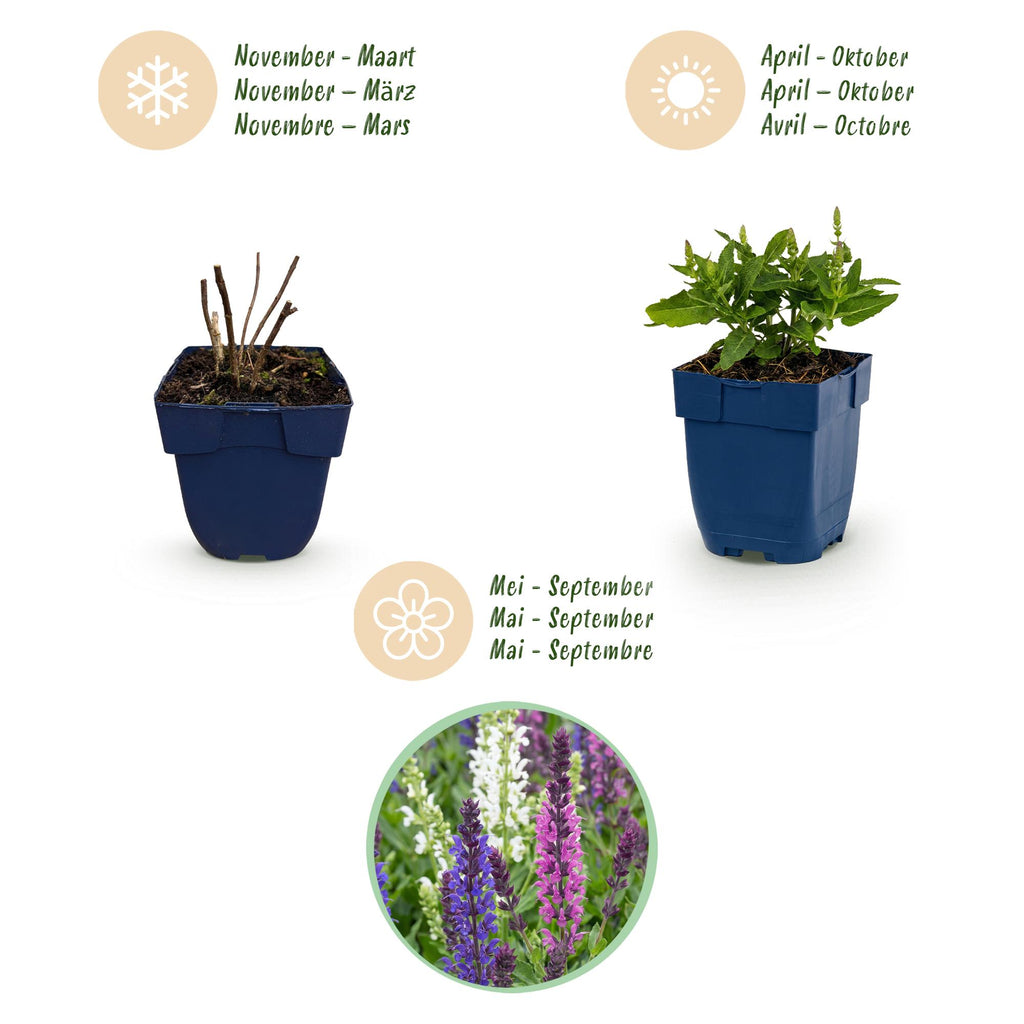 Vasteplant - Salvia Tricolour - Salie - Geurend - Paars - Roze - Wit - 6 Planten - Pot 11cm - Hoogte 15-25cm