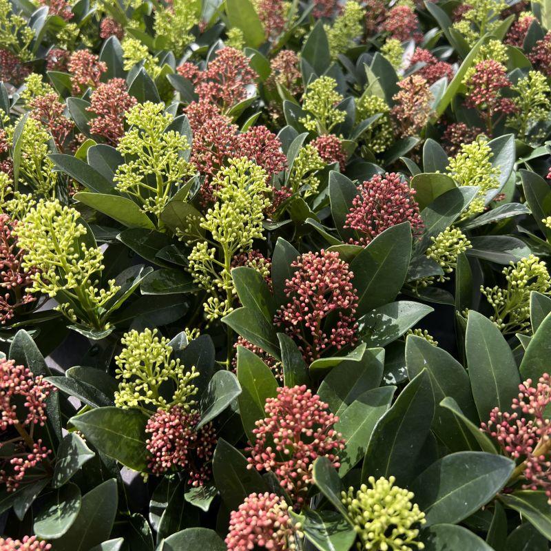 Terrasplant - Skimmia japonica Duo - Bloem Wit & Rood - 15+ Bloemen - 2 Planten - Winterhard - Pot 15cm Hoogte 30cm