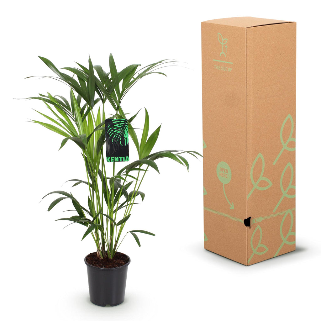 Kamerplant - Howea Forsteriana - Kentia Palm - Weinig Onderhoud - Groen - 1 Plant - met Mand - Pot 19cm - Hoogte 80-85cm