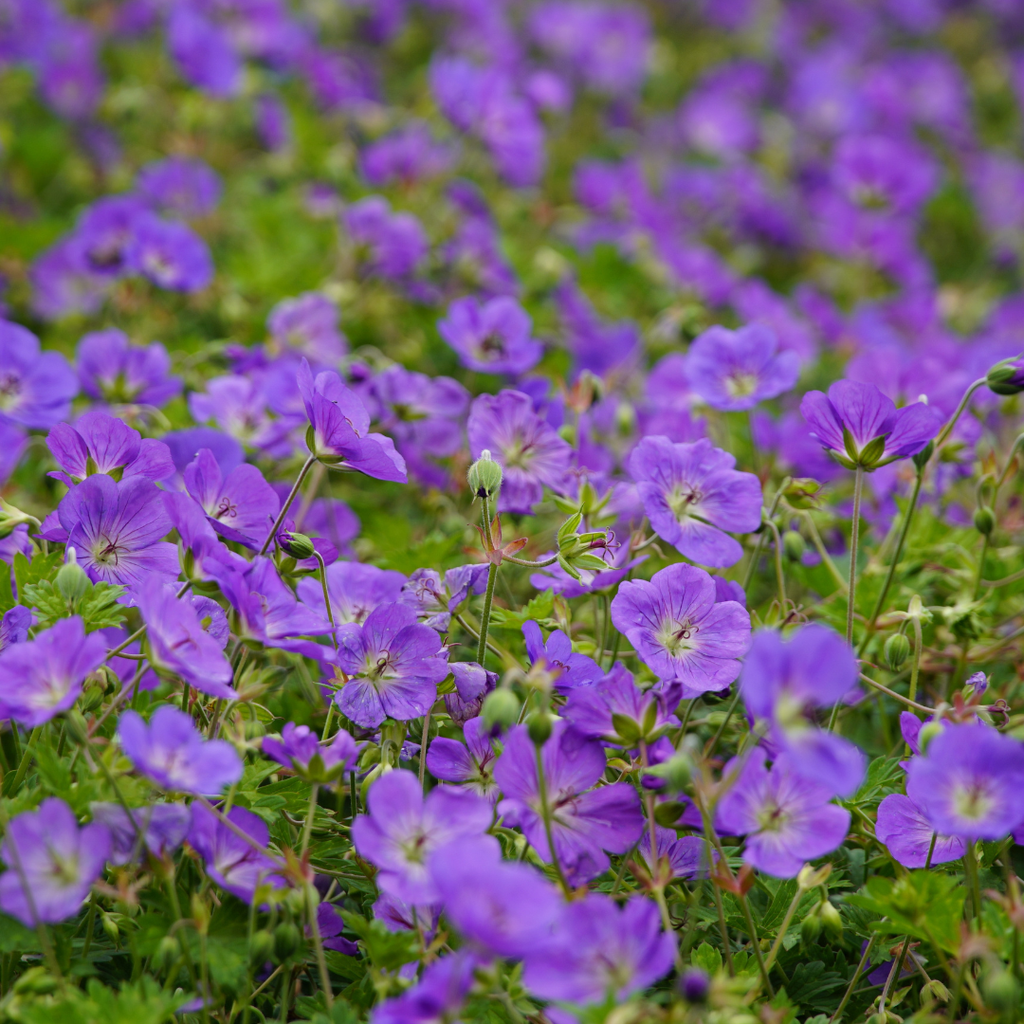 6x Geranium 'Azure Rush' - ↕10-25cm - Ø9cm
