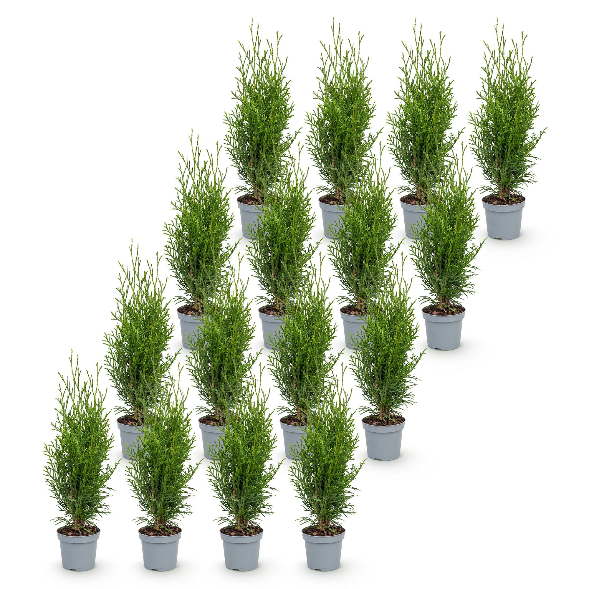 16x Thuja occidentalis Smaragd - Levensboom - Haagplanten - Groenblijvend - Groen - Pot 9cm - Hoogte 20-30cm