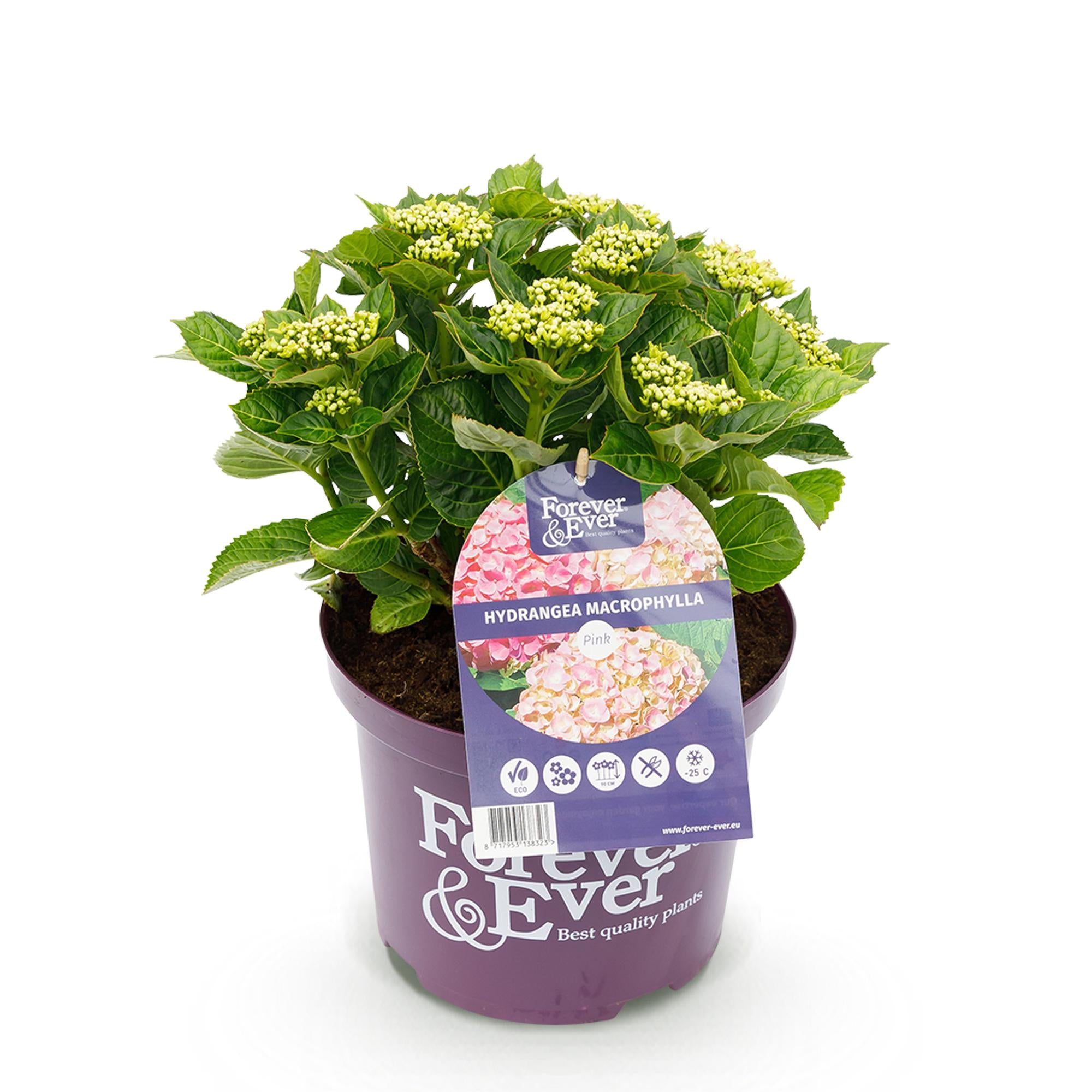 Terrasplant - Hortensia - Hydrangea Forever & Ever - Roze - 7-12 Bloemen - Pot 23cm Hoogte 55cm