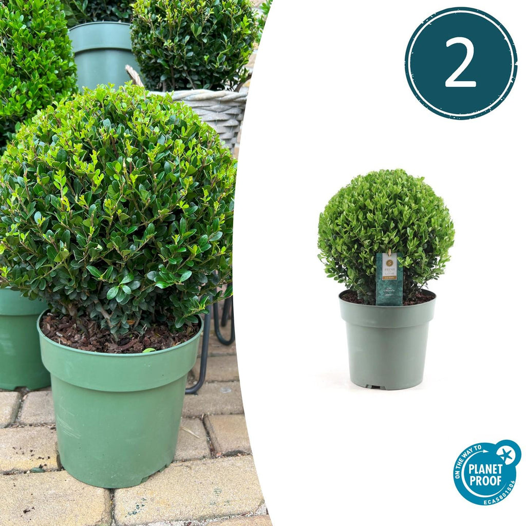 2x Ilex crenata 'Jenny' bol XL | set van 2 stuks | 19 cm Ø