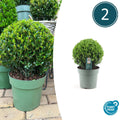 2x Ilex crenata 'Jenny' bol XL | set van 2 stuks | 19 cm Ø