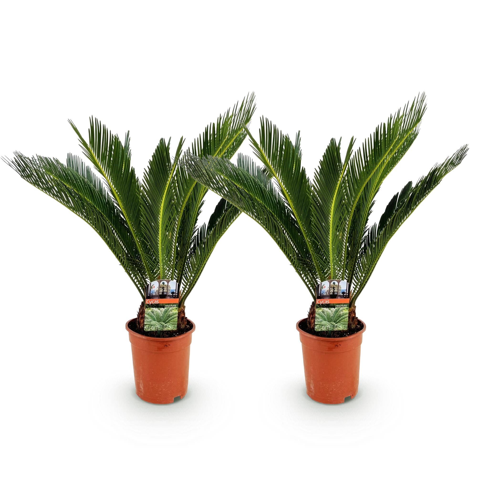Kamerplant - Cycas revoluta - Palmvaren - Weinig onderhoud - Groen - 2 - Pot 17cm - Hoogte 55-65cm