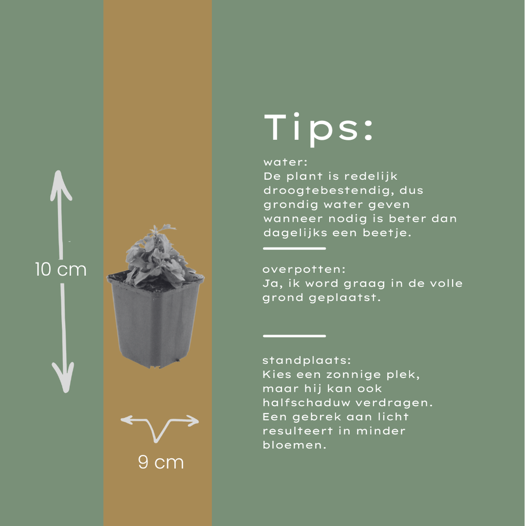 12x Erigeron karvinskianus - ↕10-25cm - Ø9cm