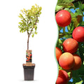 Fruitboom - Prunus domestica Victoria - Appelboom - Winterhard - Roze-Oranje Appel - 1 Plant - Pot 21cm - Hoogte 90cm