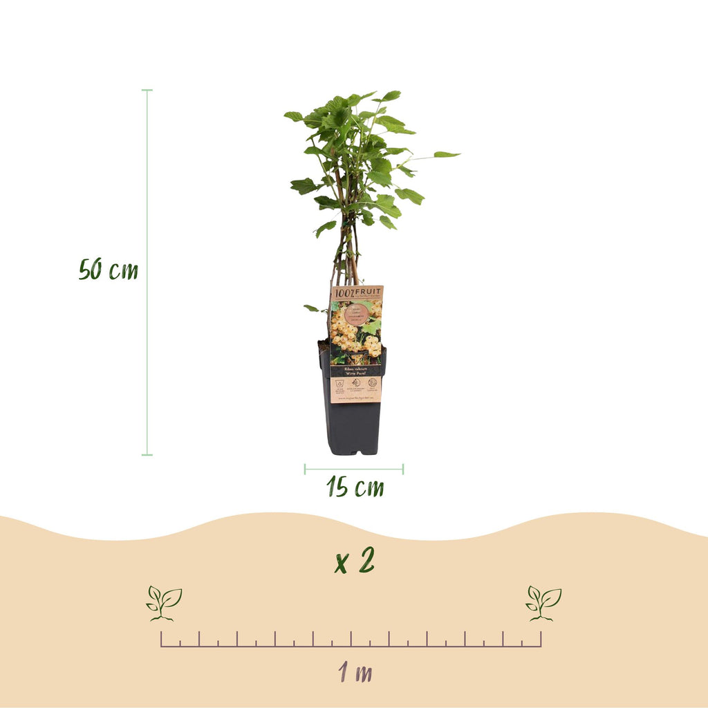 Fruitplant - Ribes rubrum Witte Parel - Bessenplant - Winterhard - Witte Bes - 2 Planten - Pot 15cm - Hoogte 50cm