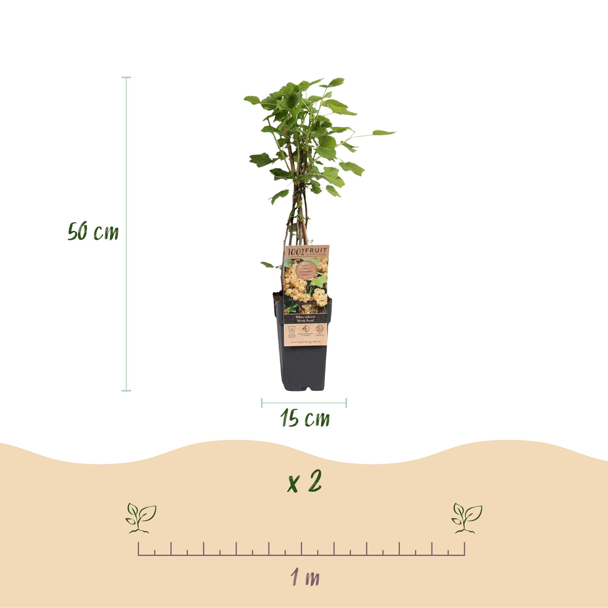 Fruitplant - Ribes rubrum Witte Parel - Bessenplant - Winterhard - Witte Bes - 2 Planten - Pot 15cm - Hoogte 50cm