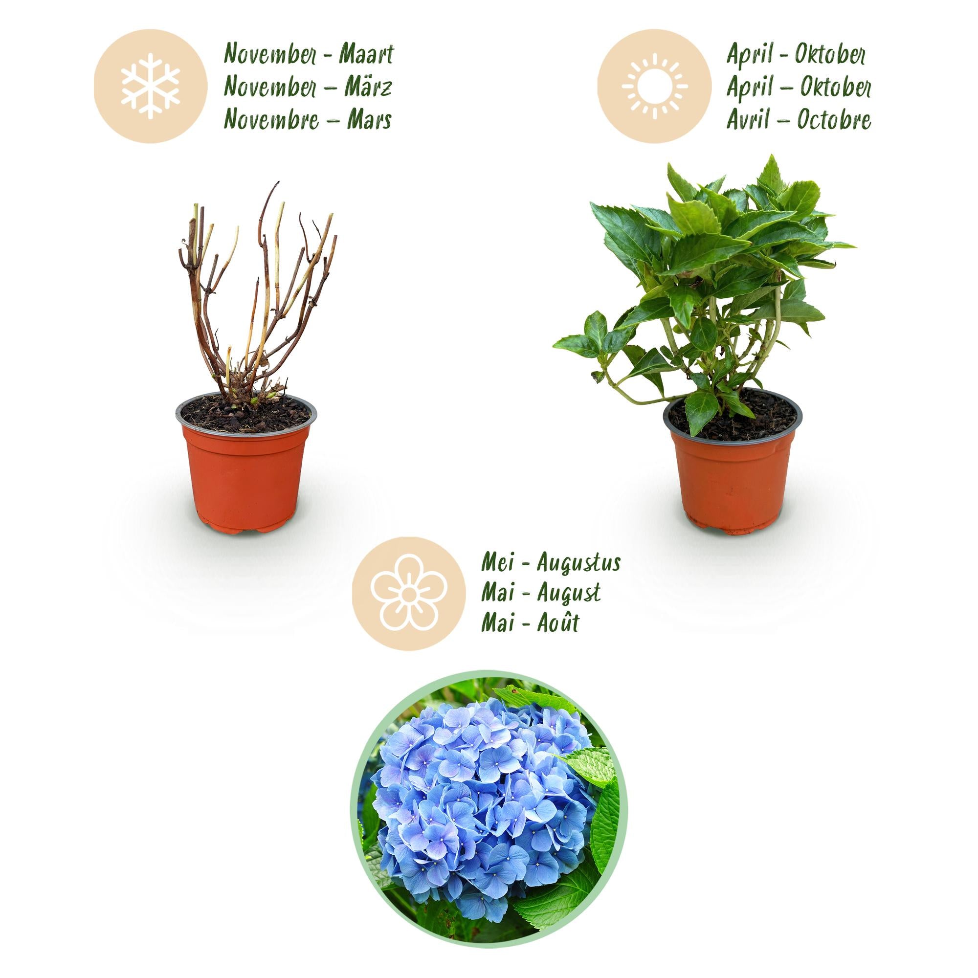 Tuinplant - Hydrangea macrophylla Blauw - Hortensia - Winterhard - Blauw - 1 Plant - Pot 12cm - Hoogte Hoogte 20-30cm