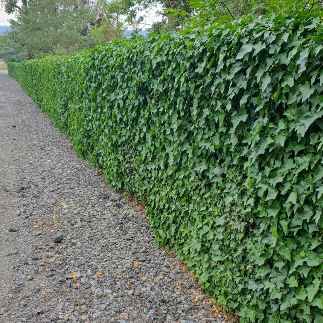 Hedera – 6 Pluggen | Groeien & Geniet van Groene Bedekking