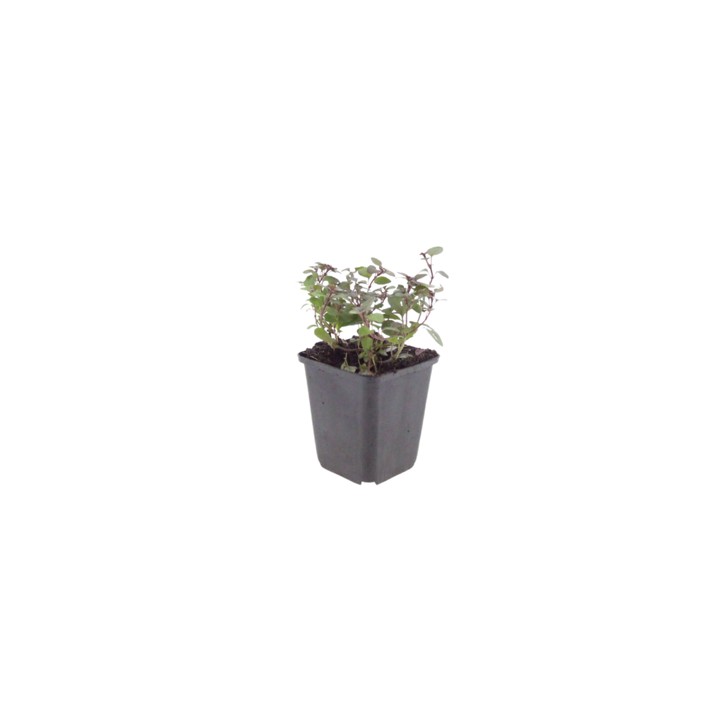 24x Origanum laevigatum 'Herrenhausen' - ↕10-25cm - Ø9cm