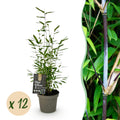 Bamboe - Fargesia Black Dragon - Bladhoudend - Niet Woekerend - Groen - 12 Planten - Pot 14cm - Hoogte 35cm